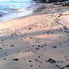 Hawaii Beach тоже оказался грязным... Мы даже не с