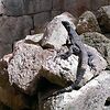 На территории целые толпы игуан. Кажется, здесь он... На территории целые толпы игуан. Кажется, здесь он