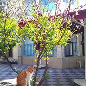 Интересно, это только в Мармарисе все кошки выгляд