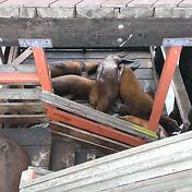 Морские котики оккупировали несколько мостиков на