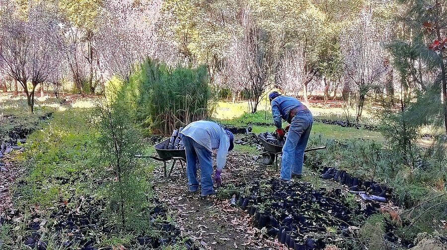 Еще в парке активно выращивают саженцы, выдергиваю