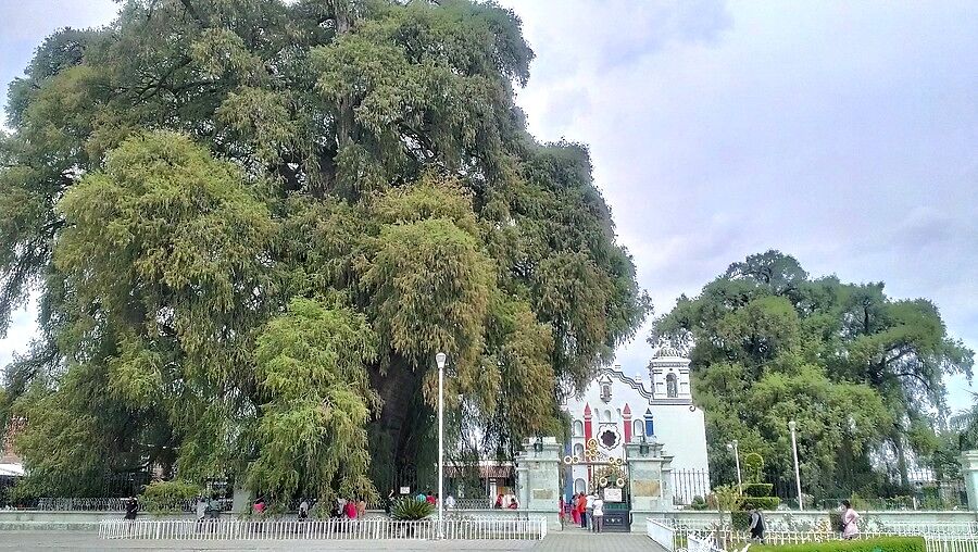 А вот и то самое дерево Туле (Árbol del Tule) . Де