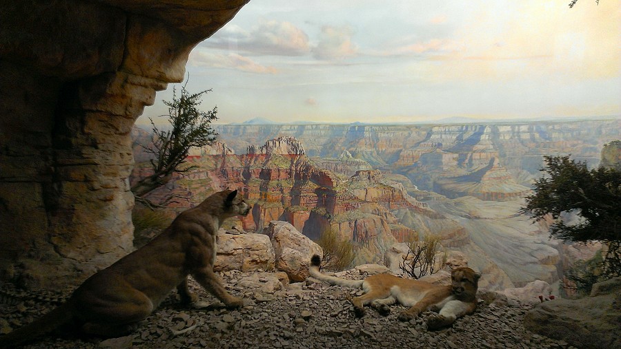 Нью-Йорк, музей естественной истории Нью-Йорк, музей естественной истории