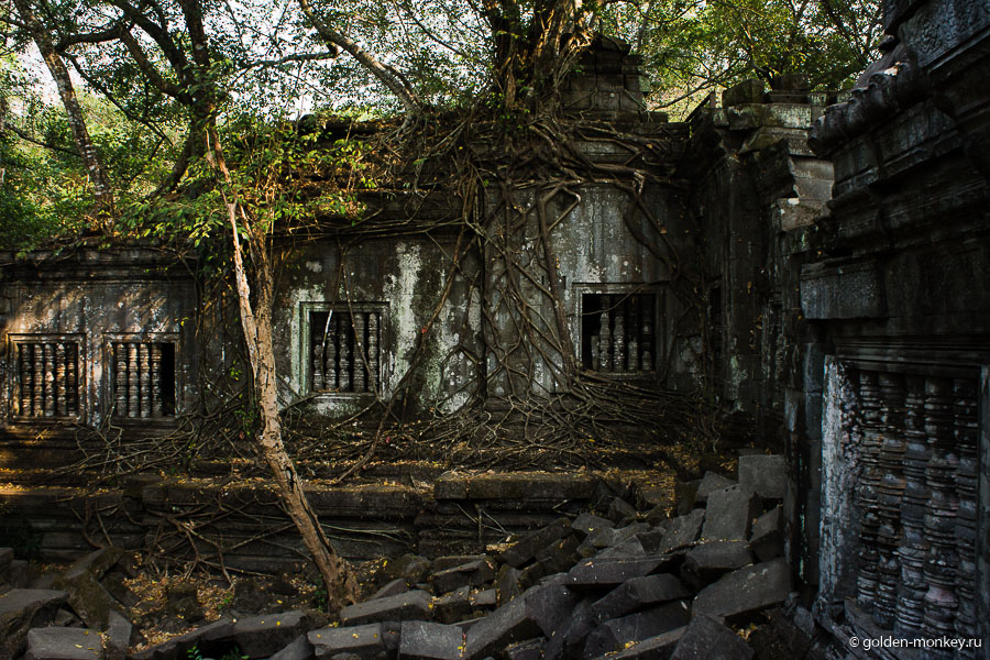 Повсюду встречаются все те же хлопковые деревья и фикусы-душители, знакомые по визиту в «Храм Анджелины Джоли», причем если в последнем воображение поражали именно хлопковые гиганты с корнями невероятных размеров, то здесь явно больше изящных фикусов. Повсюду встречаются все те же хлопковые деревья и фикусы-душители, знакомые по визиту в «Храм Анджелины Джоли», причем если в последнем воображение поражали именно хлопковые гиганты с корнями невероятных размеров, то здесь явно больше изящных фикусов.