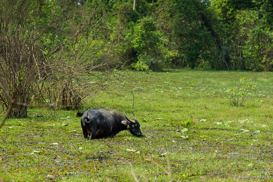 Вот такие местные жители. Кстати, на подходе к храму увидите аллею по двум сторонам которой будут невысокие столбики, так вот оказывается, что периодически эти столбики приходится поднимать, так как их сбивают стада диких слонов. Вот такие местные жители. Кстати, на подходе к храму увидите аллею по двум сторонам которой будут невысокие столбики, так вот оказывается, что периодически эти столбики приходится поднимать, так как их сбивают стада диких слонов.