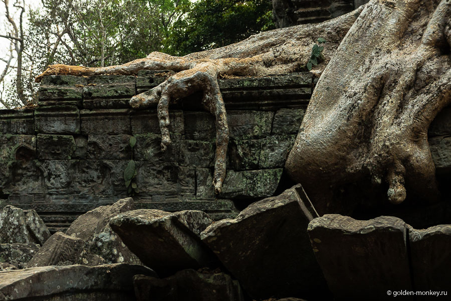 Для нас, туристов, большой плюс, что большинство деревьев остались нетронутыми реставраторами ввиду того, что их боятся потревожить, дабы храмовые постройки не развались. Местами совершенно непонятно, что на чем держится – то ли дерево вцепилось в храм, как в добычу, то ли камни сами приросли к дереву и держатся за него, черпая силы. Получается, что своими корнями великаны одновременно и разрушают, и поддерживают постройки. Для нас, туристов, большой плюс, что большинство деревьев остались нетронутыми реставраторами ввиду того, что их боятся потревожить, дабы храмовые постройки не развались. Местами совершенно непонятно, что на чем держится – то ли дерево вцепилось в храм, как в добычу, то ли камни сами приросли к дереву и держатся за него, черпая силы. Получается, что своими корнями великаны одновременно и разрушают, и поддерживают постройки.