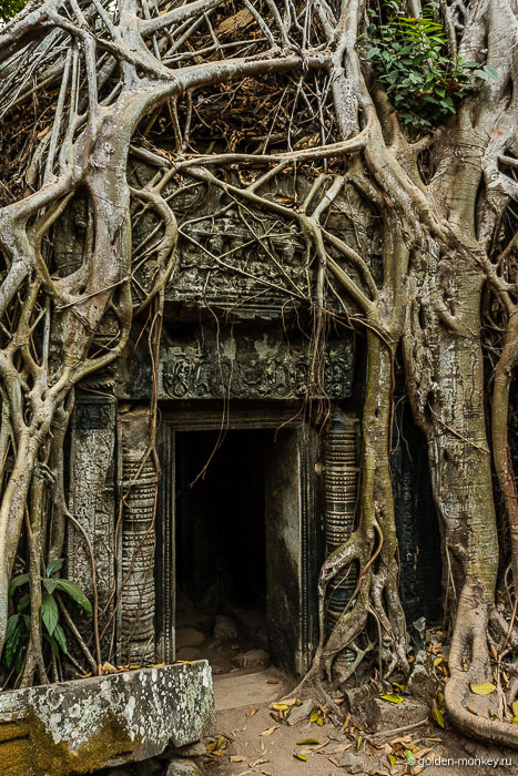 Фикус-душитель в Та Проме, Ангкор, Камбоджа. Фикус-душитель в Та Проме, Ангкор, Камбоджа.