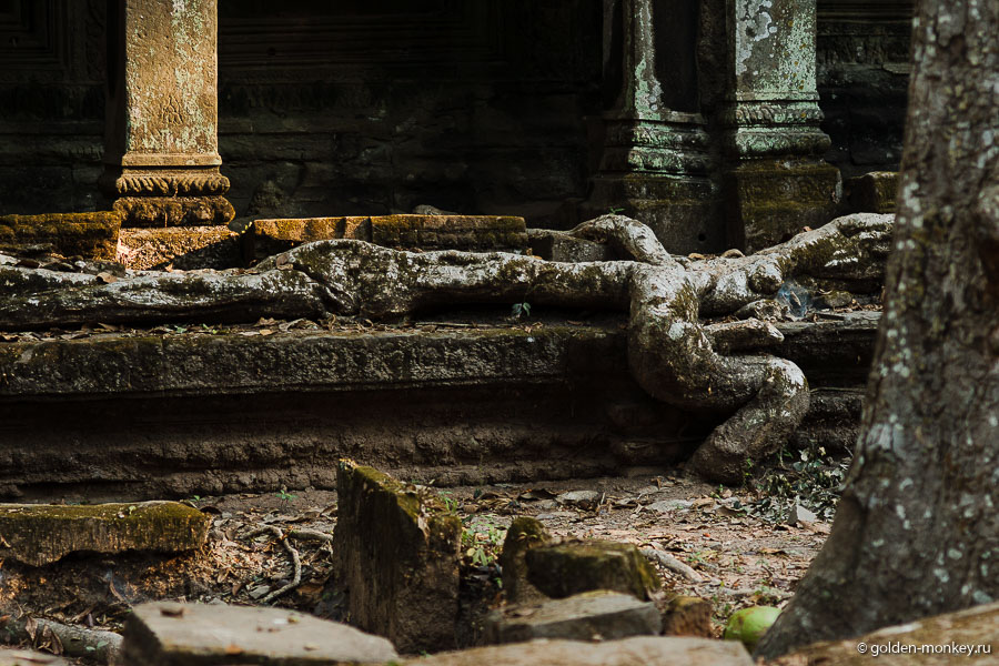 В общем, думаю, вы поняли, что корней в Та Проме много, что они живописные и фотогеничные, и что храм этот без сомнения стоит посетить. В общем, думаю, вы поняли, что корней в Та Проме много, что они живописные и фотогеничные, и что храм этот без сомнения стоит посетить.