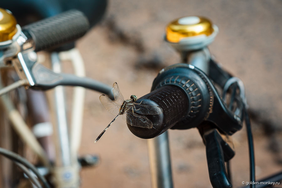 Стрекоза на ручке велосипеда. Стрекоза на ручке велосипеда.