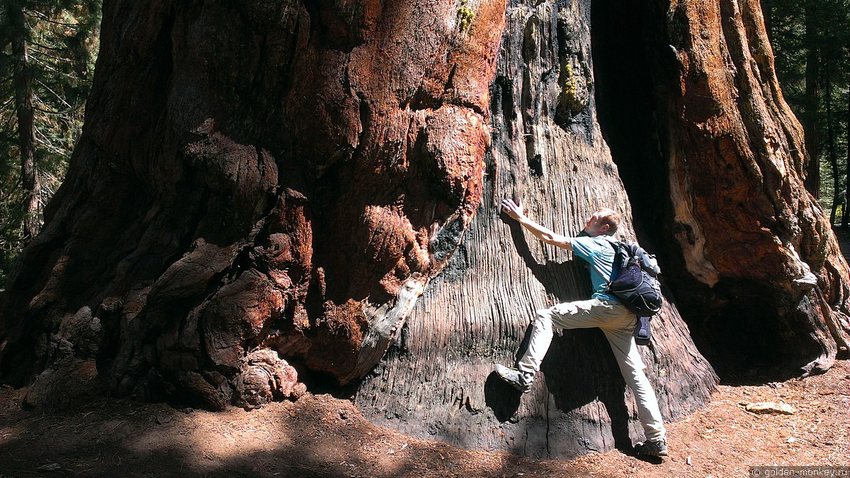 огромная секвойя огромная секвойя
