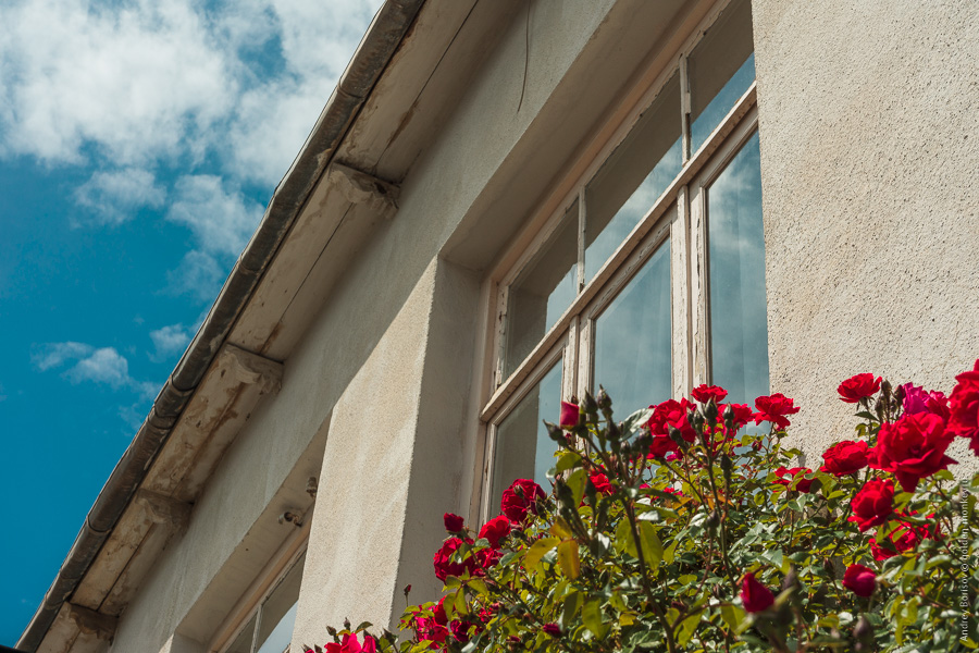 Розы на фоне дома Розы на фоне дома