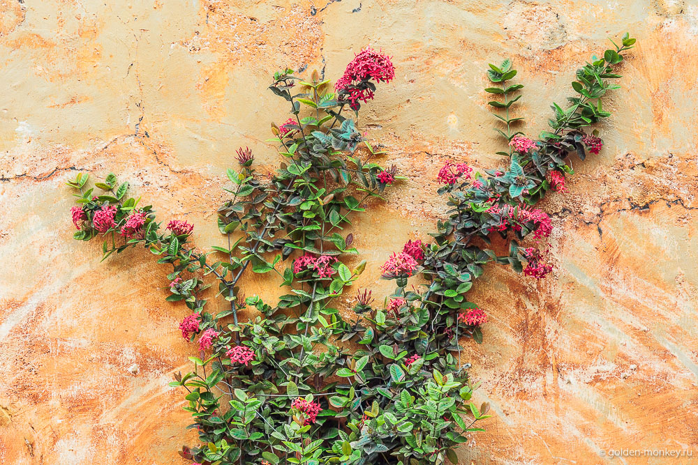Кампече, розовые цветы на стене Кампече, розовые цветы на стене