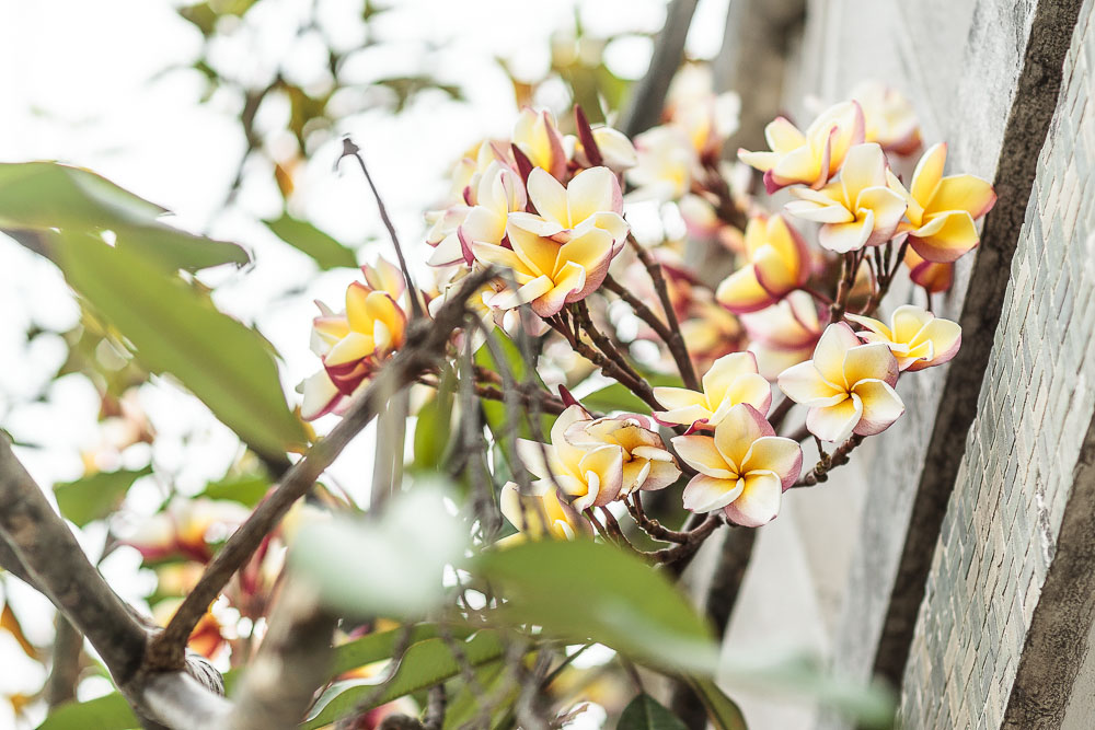 Веракрус, цветы Франжипани Веракрус, цветы Франжипани