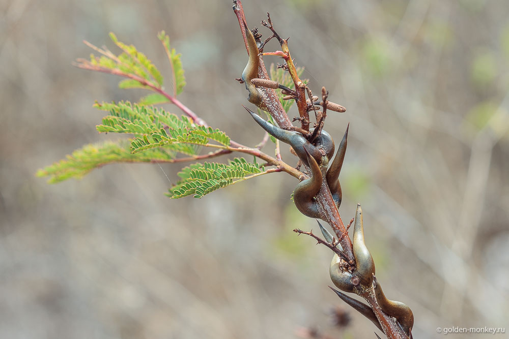 Сумидеро, неведомое растение Сумидеро, неведомое растение