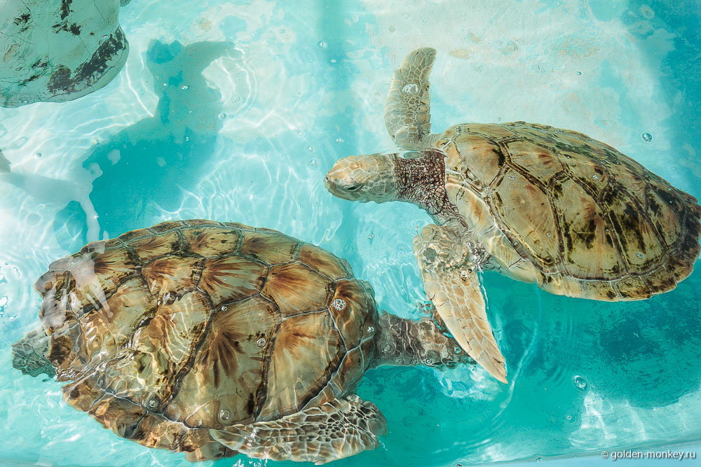 остров Женщин, черепаший центр остров Женщин, черепаший центр