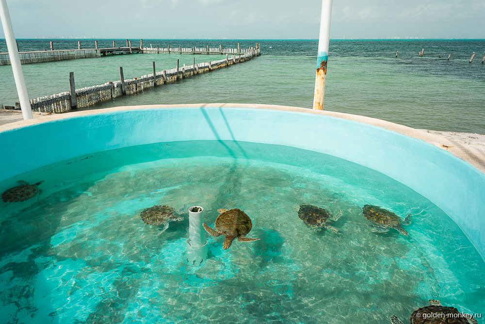 остров Женщин, черепаший центр остров Женщин, черепаший центр