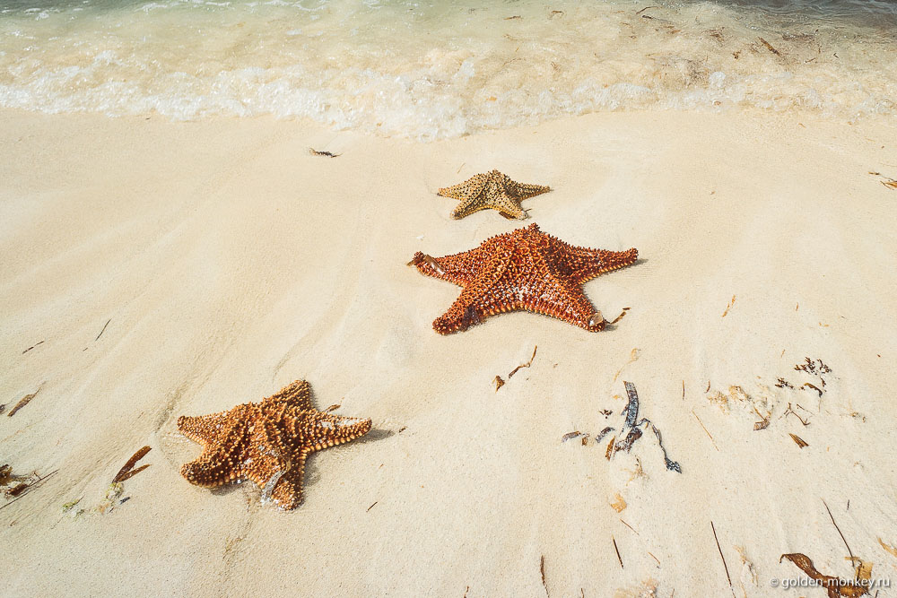 остров Женщин, морские звезды остров Женщин, морские звезды