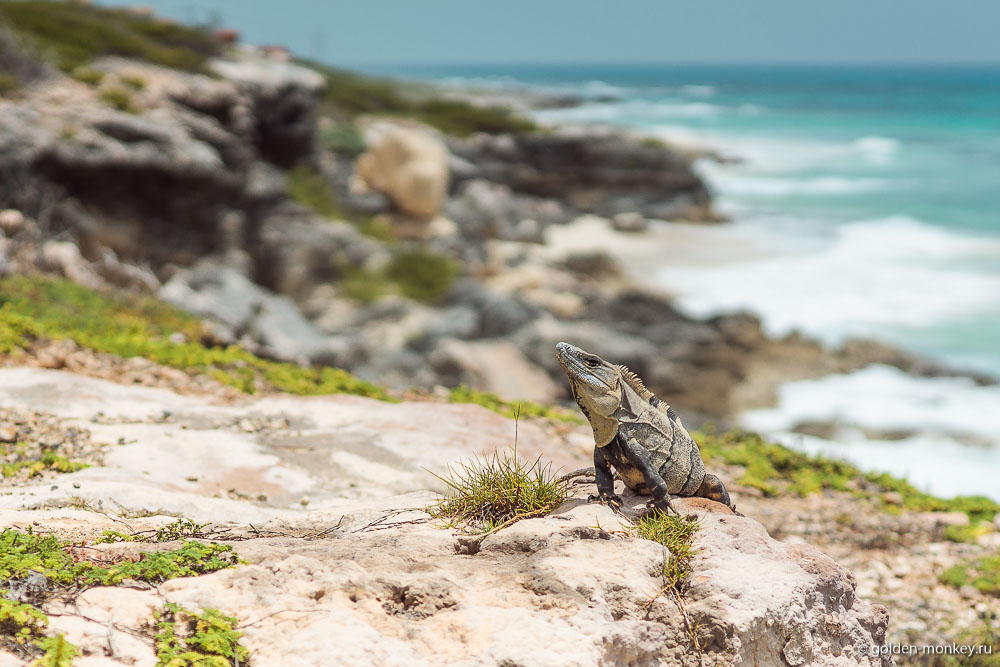 остров Женщин, игуана на камне остров Женщин, игуана на камне