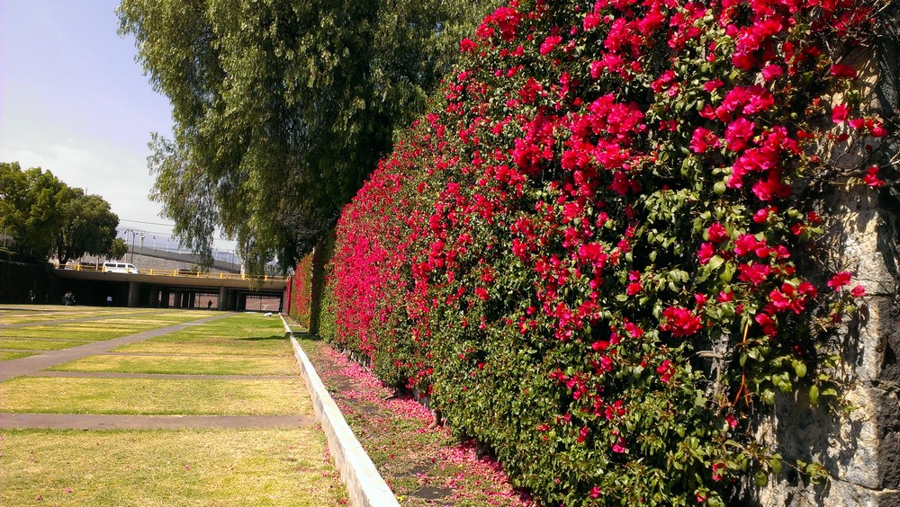Мехико, Университетский городок Мехико, Университетский городок