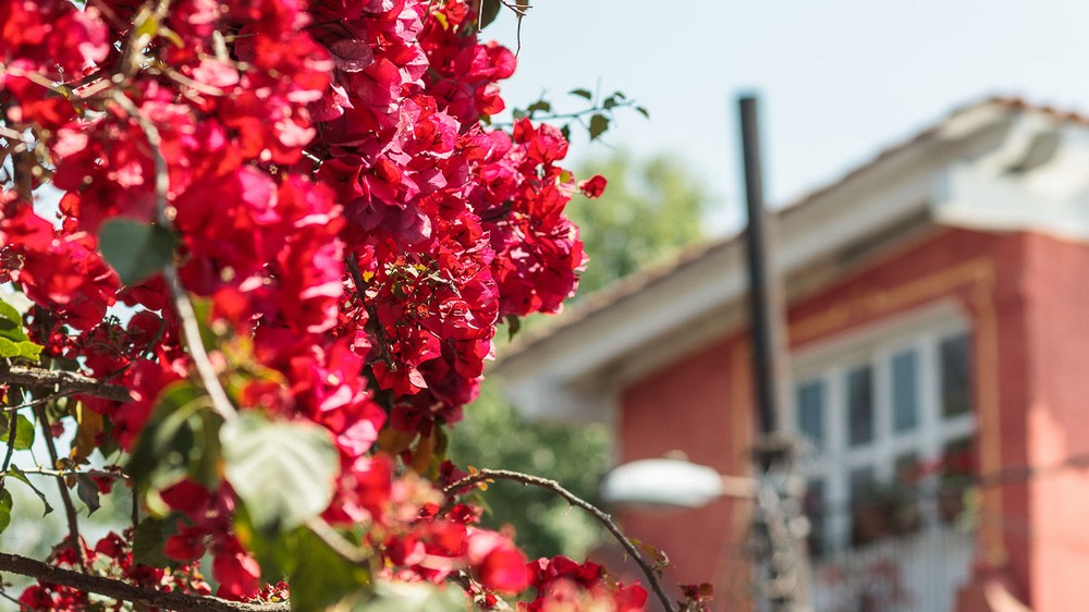 Мехико, цветы в районе Сан-Анхель Мехико, цветы в районе Сан-Анхель