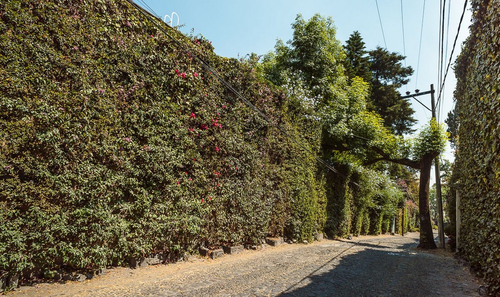 Мехико, район Сан-Анхель, зеленые заросли Мехико, район Сан-Анхель, зеленые заросли