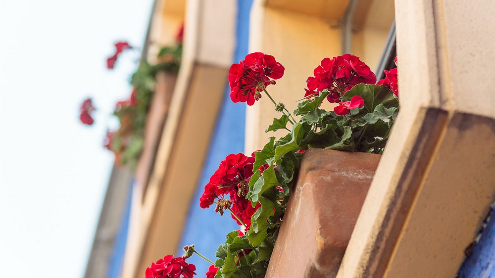 Мехико, цветы в районе Сан-Анхель Мехико, цветы в районе Сан-Анхель