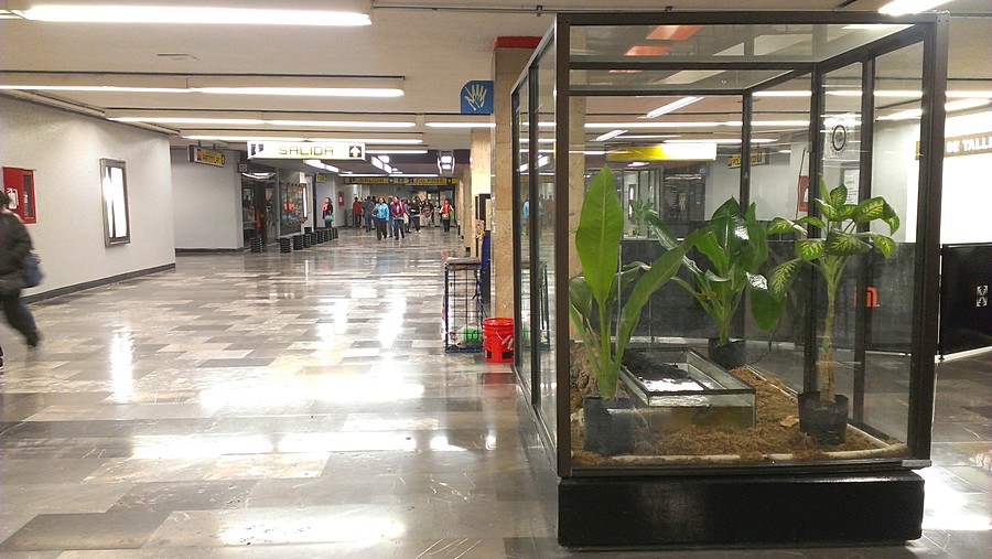 Например, можно увидеть аквариумы с цветами. Метро Мехико