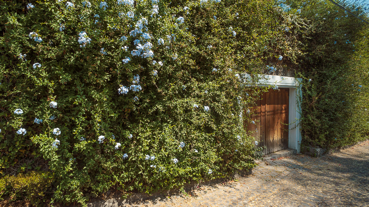 Утопающий в зелени гараж. Зелень на заборе