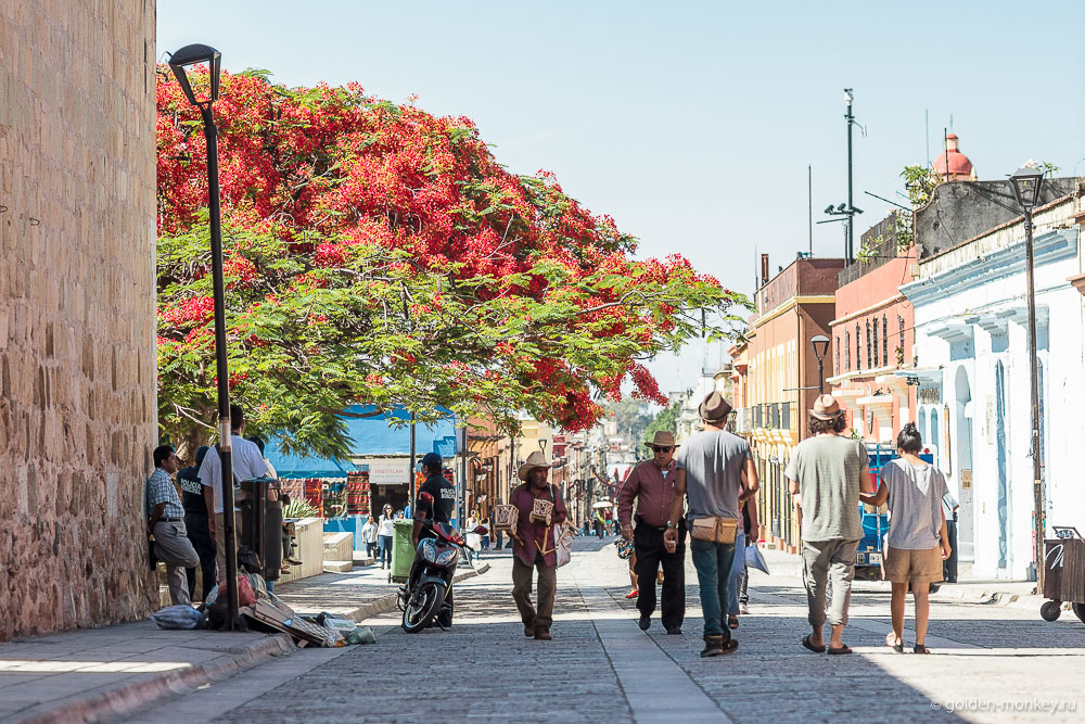Оахака, красное дерево Оахака, красное дерево