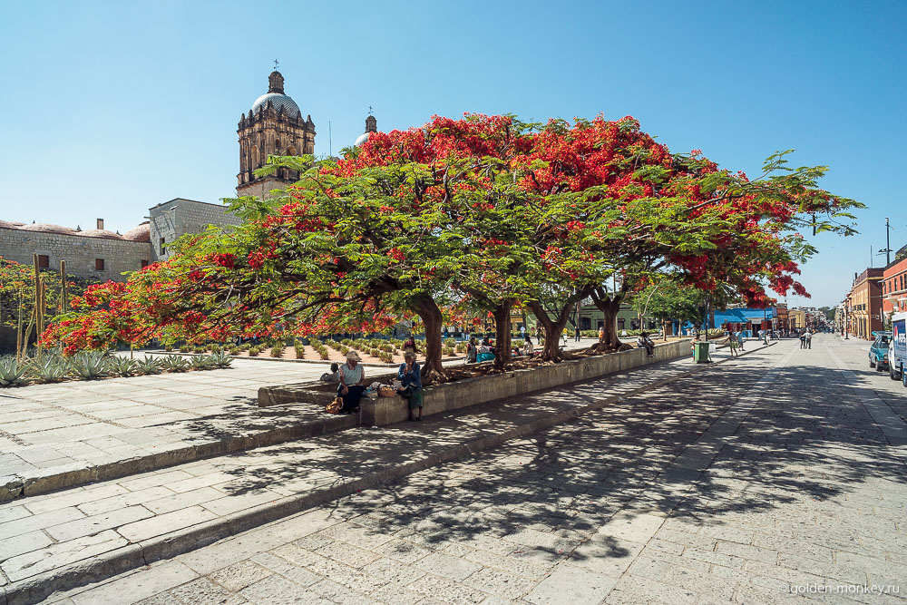 Оахака, площадь Оахака, площадь