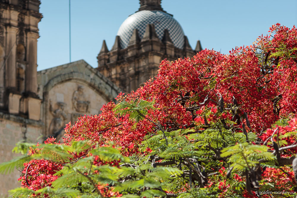 Оахака, мелочи Оахака, мелочи