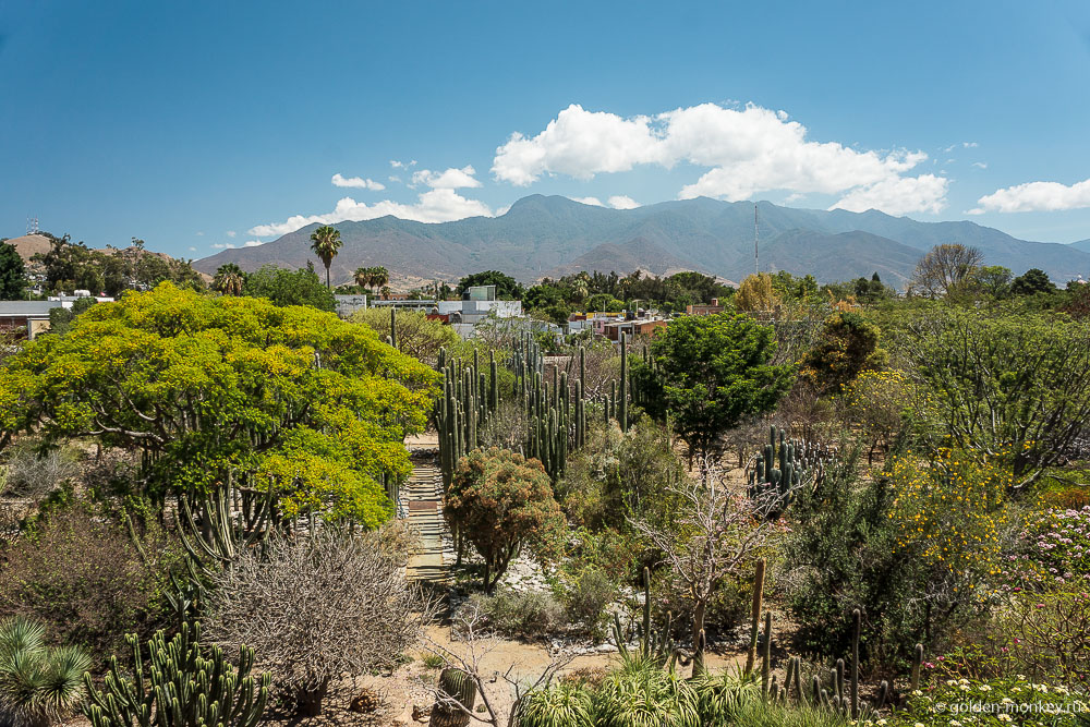 Оахака, Ботанический сад Оахака, Ботанический сад
