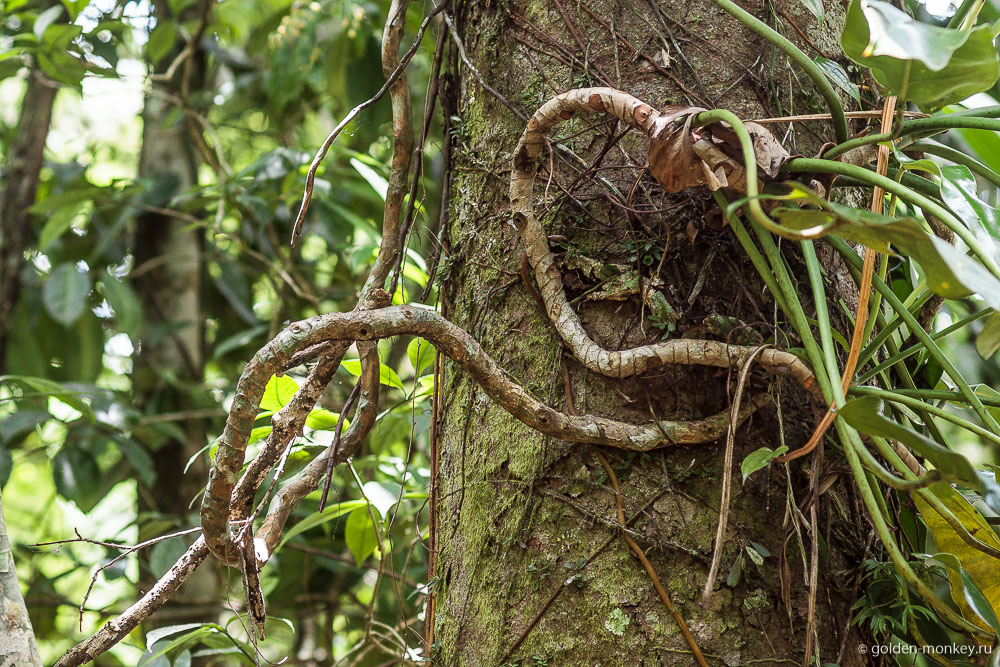 Паленке, ветки-змеи Паленке, ветки-змеи