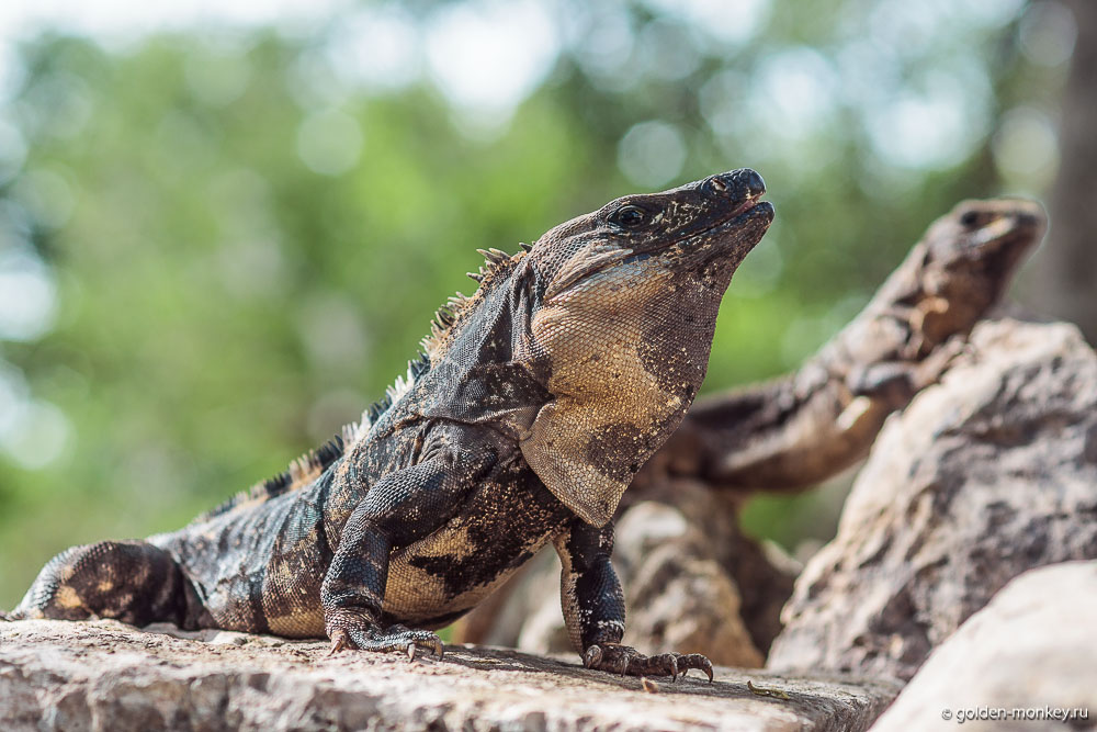 игуаны игуаны