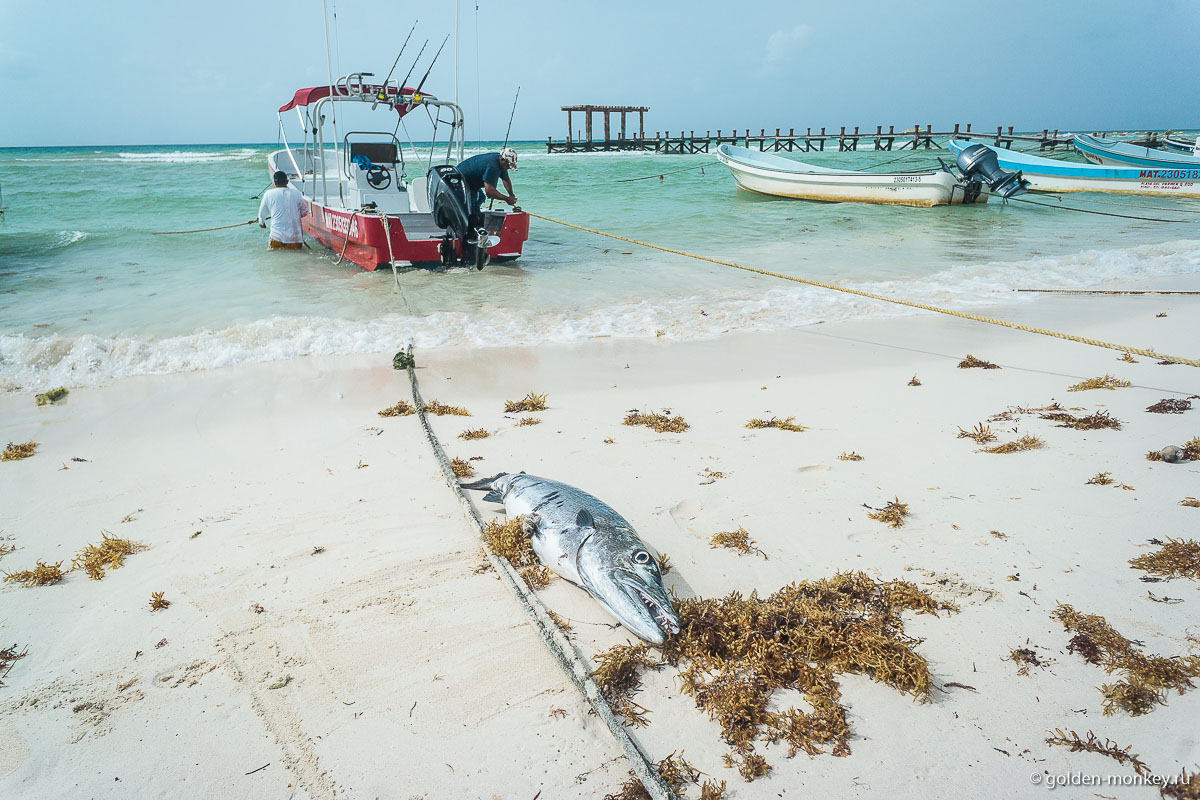 Плайя-дель-Кармен, пойманная рыбка Плайя-дель-Кармен, пойманная рыбка