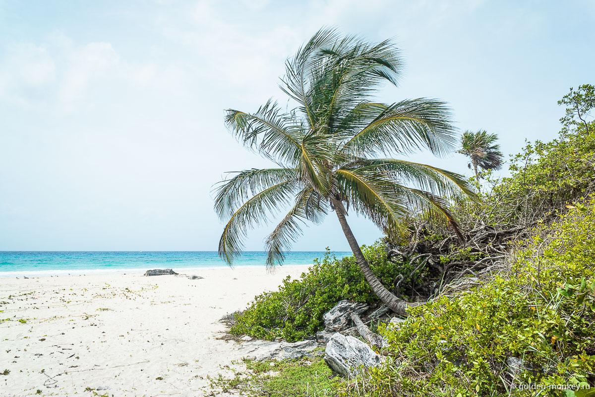 Плайя-дель-Кармен, дикая пальма на берегу Плайя-дель-Кармен, дикая пальма на берегу