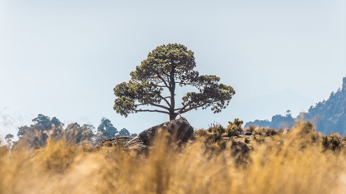 Одиновое дерево, Попокатепетль