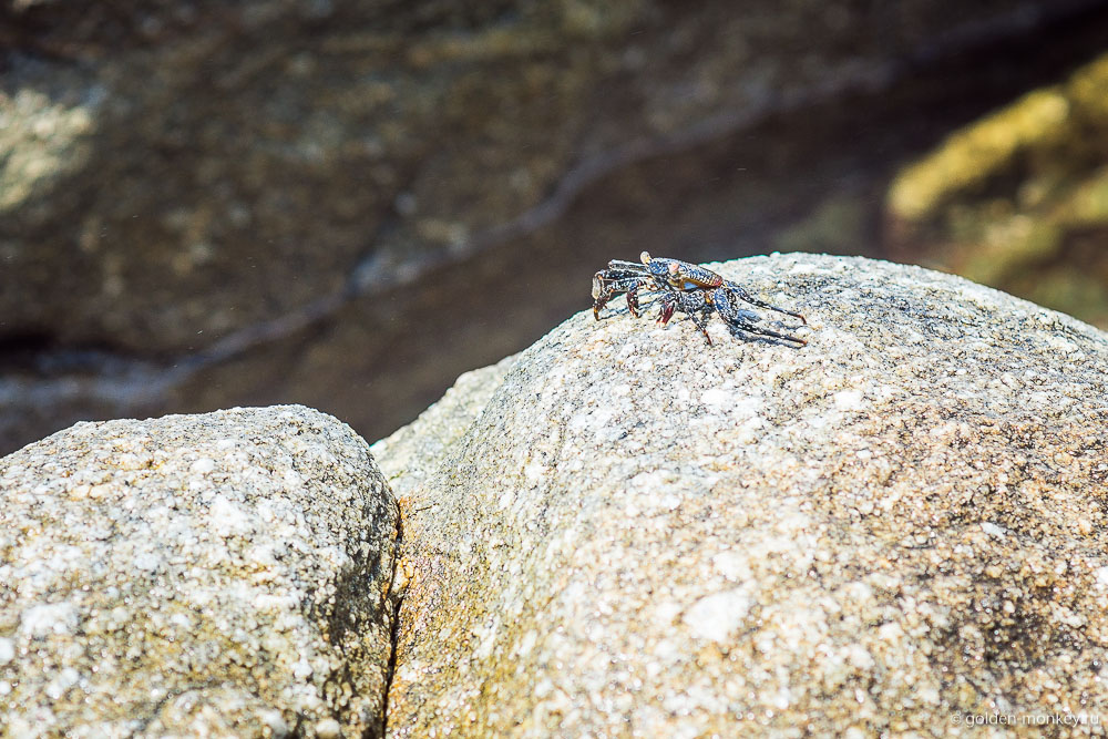 Пуэрто-Эскондидо, пляж Пуэрто-Анхелито, краб Пуэрто-Эскондидо, пляж Пуэрто-Анхелито, краб