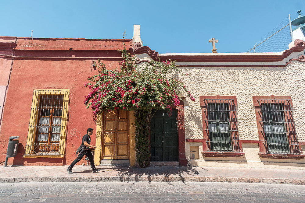 Сантьяго-де-Керетаро, цветущий куст Сантьяго-де-Керетаро, цветущий куст