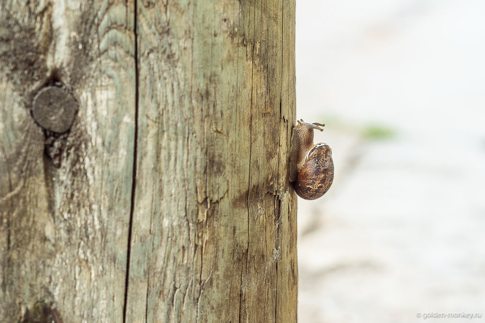 Сан-Кристобаль, улитка Сан-Кристобаль, улитка