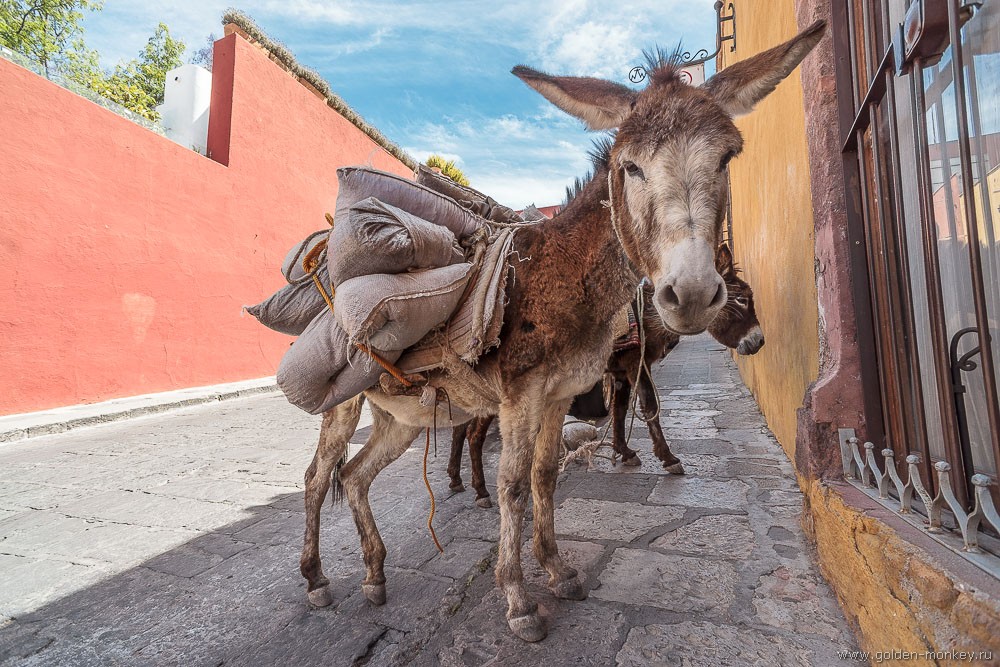 Сан-Мигель-де-Альенде, улочки Сан-Мигель-де-Альенде, улочки