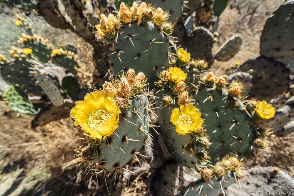 Сан-Мигель-де-Альенде, Ботанический сад Сан-Мигель-де-Альенде, Ботанический сад