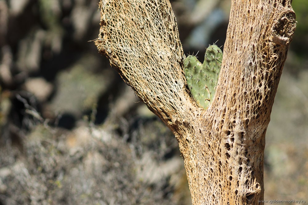 Сан-Мигель-де-Альенде, Ботанический сад Сан-Мигель-де-Альенде, Ботанический сад