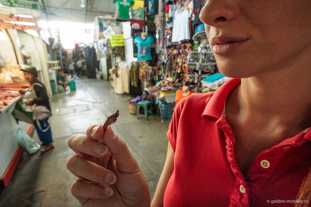 Мексика, Шеболдасик и кузнечик Мексика, Шеболдасик и кузнечик