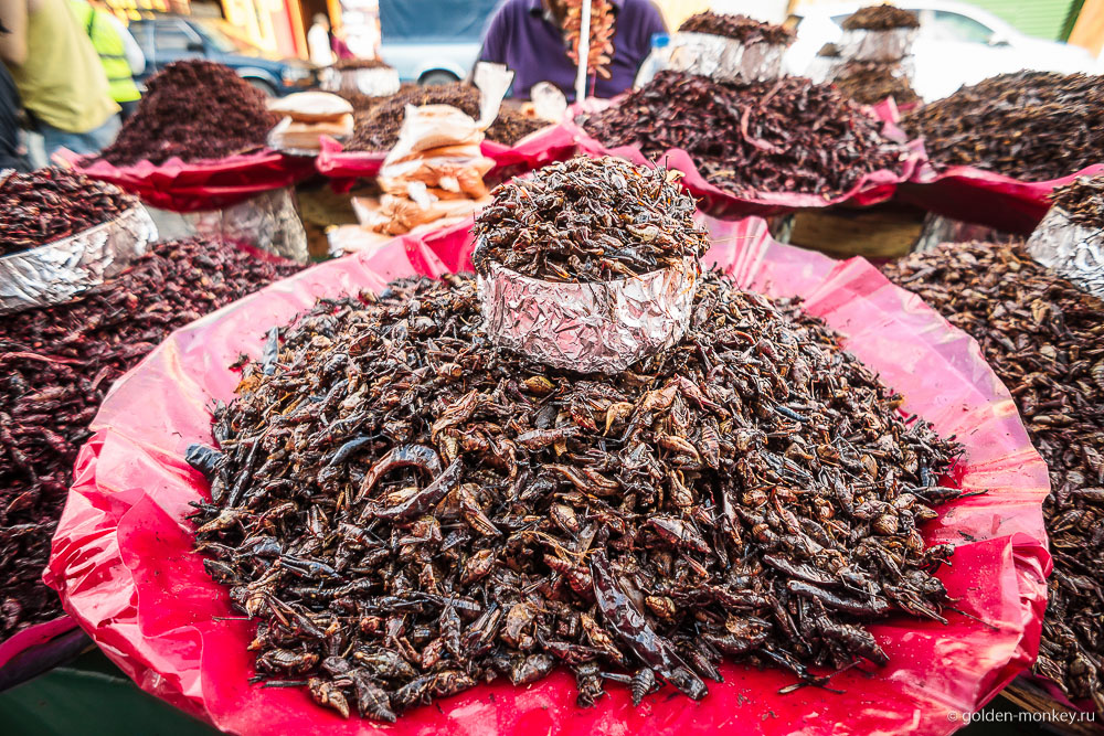 Мексика, сушеные кузнечики Мексика, сушеные кузнечики