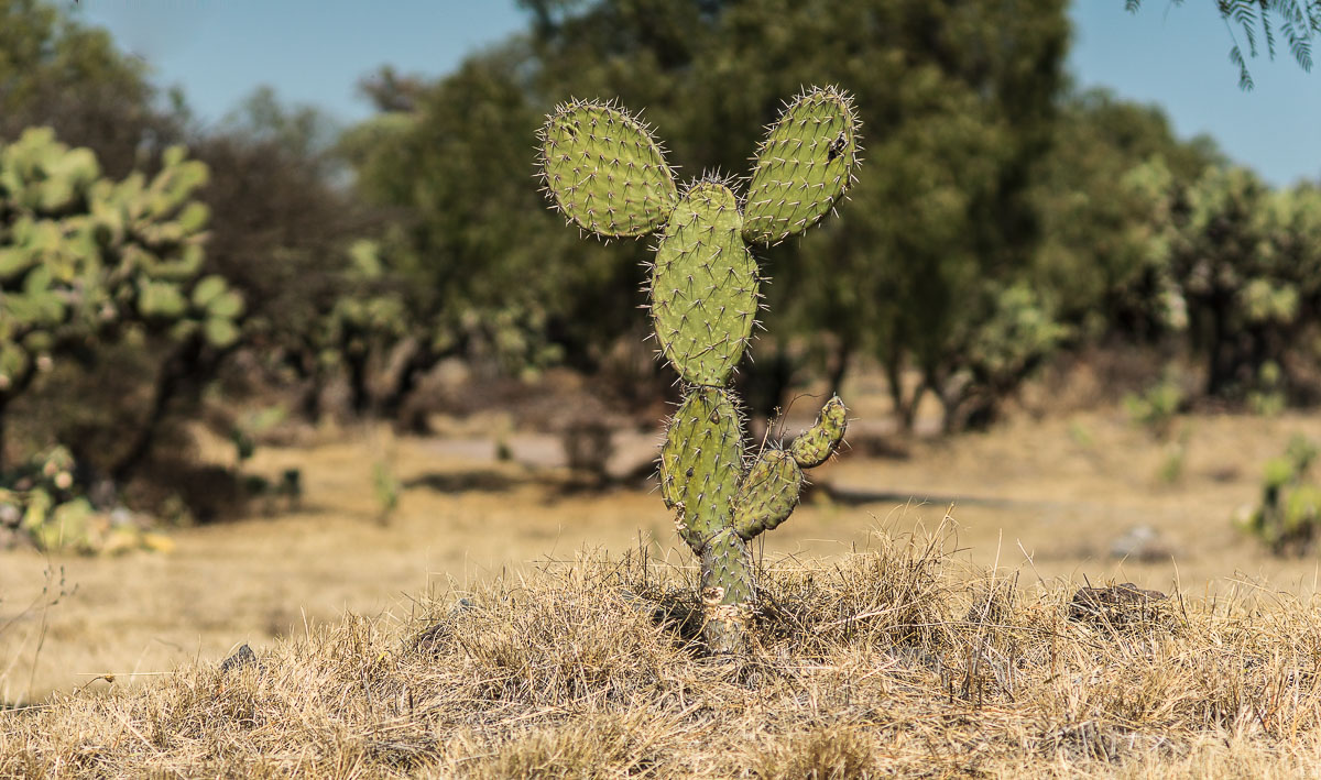 Нашли вот такой Микки-кактус )) Кактус Микки-маус, Мексика