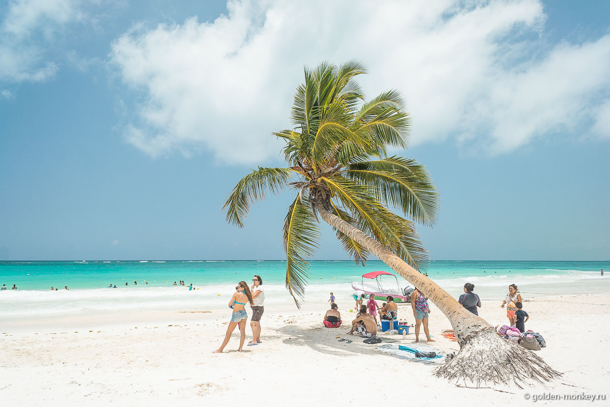Тулум, пальма на пляже Тулум, пальма на пляже