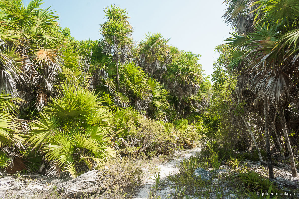 Тулум, тропинка в зарослях Тулум, тропинка в зарослях
