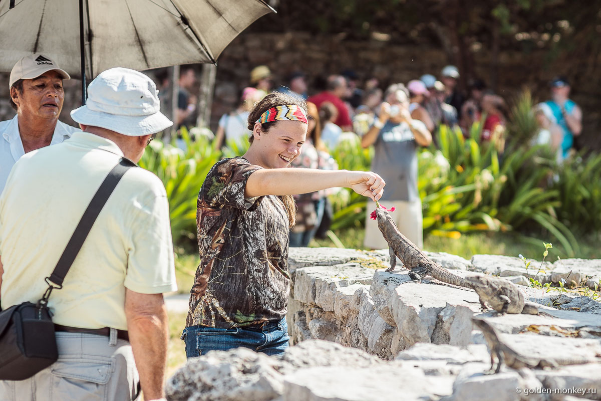 Тулум, девочка кормит цветком игуану Тулум, девочка кормит цветком игуану