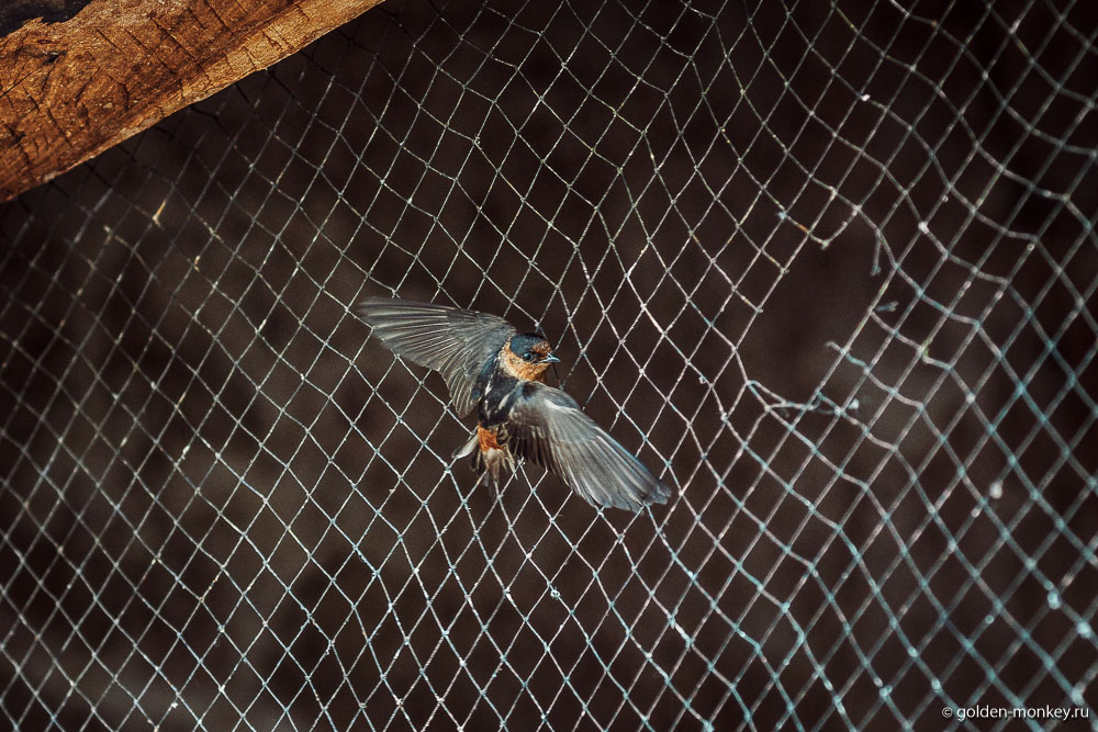 Ушмаль, птица Ушмаль, птица